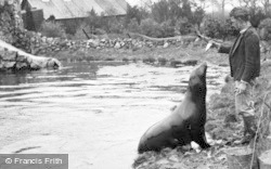 Feeding The Sea Lion c.1950, Chester Zoo