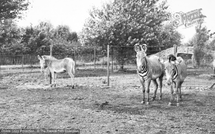 Photo of Chester Zoo, Grevy's Zebra 1957