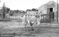 Grevy's Zebra c.1955, Chester Zoo