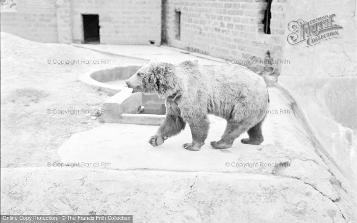 Photo of Chester Zoo, Himalayan Bear 1957