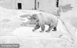 Himalayan Bear 1957, Chester Zoo