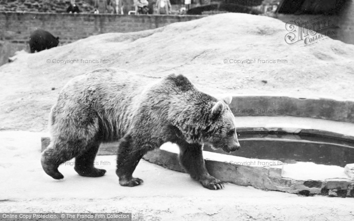 Photo of Chester Zoo, Himalayan Bears 1957