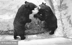 Himalayan Bears 1957, Chester Zoo