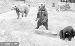 Himalayan Bears 1957, Chester Zoo