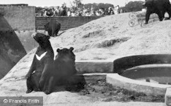 Himalayan Bears c.1950, Chester Zoo