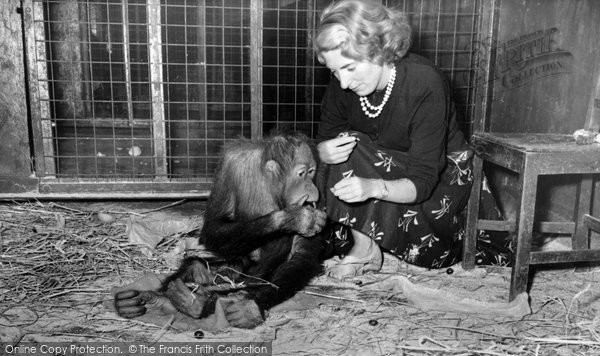 Photo of Chester Zoo, Jimmy The Orangutan 1957