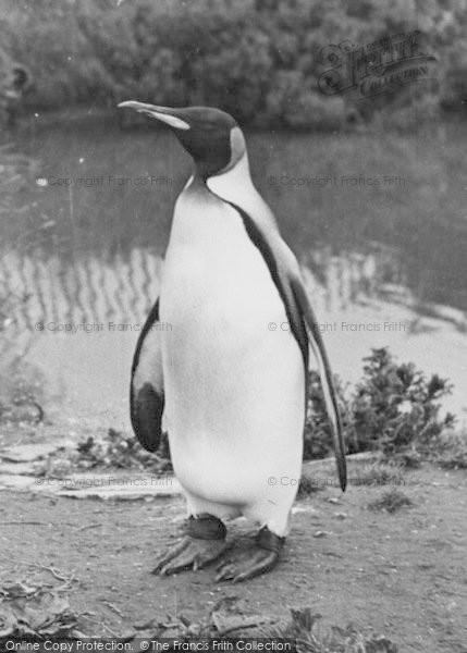 Photo of Chester Zoo, King Penguin c.1955