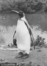 King Penguin c.1955, Chester Zoo