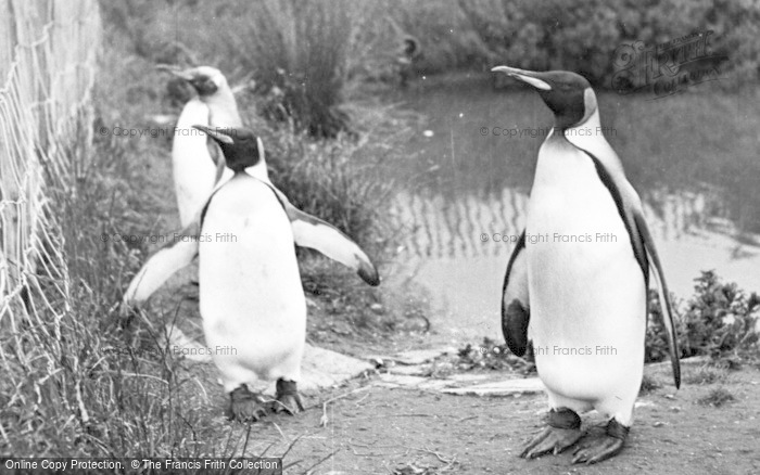 Photo of Chester Zoo, King Penguins c.1955