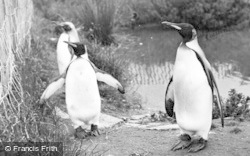 King Penguins c.1955, Chester Zoo
