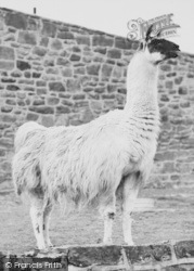 Llama 1957, Chester Zoo