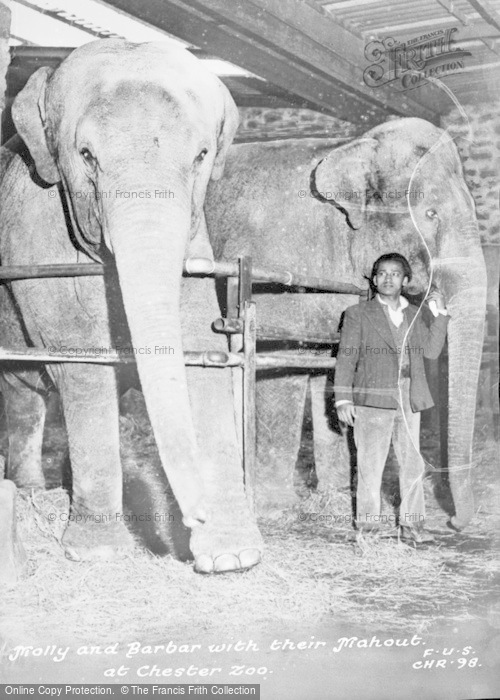 Photo of Chester Zoo, Molly And Barbar With Their Mahout c.1955