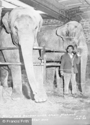 Molly And Barbar With Their Mahout c.1955, Chester Zoo