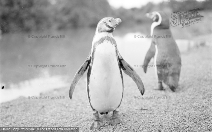 Photo of Chester Zoo, Penguins 1957
