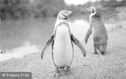 Penguins 1957, Chester Zoo