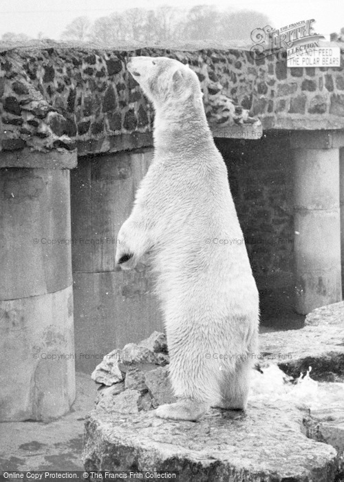 Photo of Chester Zoo, Polar Bear c.1955