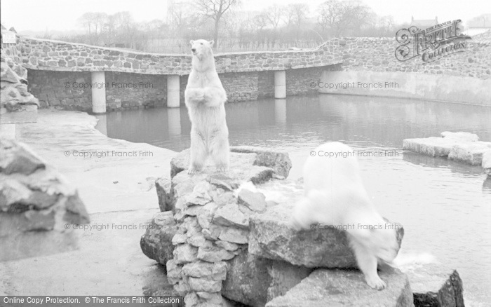 Photo of Chester Zoo, Polar Bears 1951