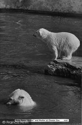 Polar Bears 'mottie' And Mother c.1960, Chester Zoo