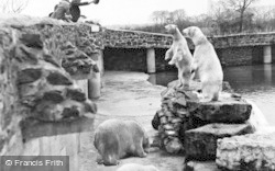 Rack, Ruin And Rubble The Polar Bears c.1950, Chester Zoo