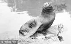 Sammy The Sea Lion 1957, Chester Zoo