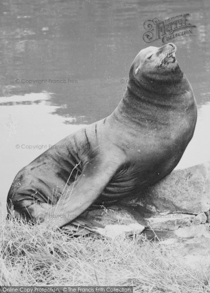 Photo of Chester Zoo, Sammy The Sea Lion 1957