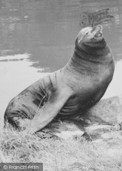 Sammy The Sea Lion 1957, Chester Zoo