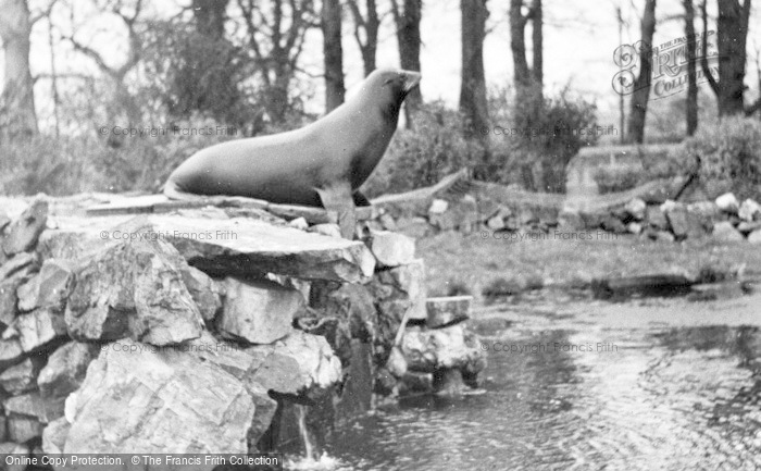 Photo of Chester Zoo, Sea Lion c.1955
