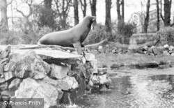 Sea Lion c.1955, Chester Zoo