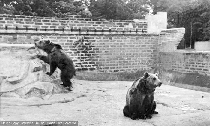 Photo of Chester Zoo, The Brown Bears c.1955