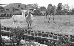 The Camel Enclosure c.1955, Chester Zoo