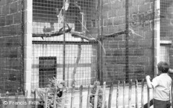 The Chimpanzees House c.1950, Chester Zoo
