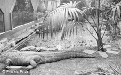 The Crocodile c.1950, Chester Zoo
