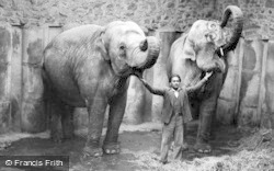 The Elephants c.1950, Chester Zoo
