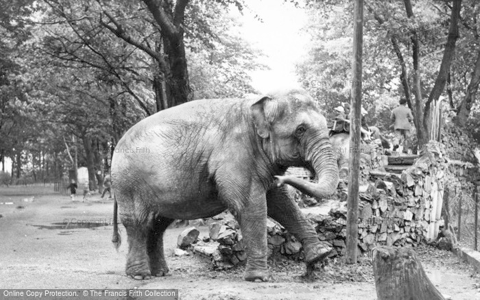 Photo of Chester Zoo, The Elephants c.1955