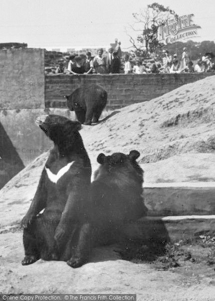 Photo of Chester Zoo, The Himalayan Bears c.1950