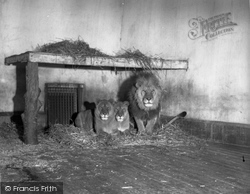 The Lions 1951, Chester Zoo