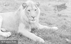The Lions 1957, Chester Zoo
