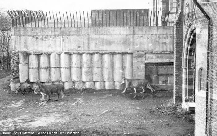 Photo of Chester Zoo, The Lions c.1950