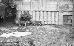 The Lions Den c.1955, Chester Zoo