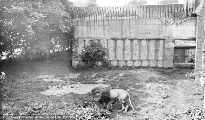 Photo of Chester Zoo, The Lions Den c.1955