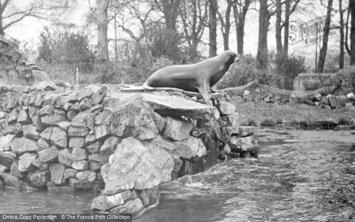 Photo of Chester Zoo, The Sea Lion Waiting For Fish c.1950