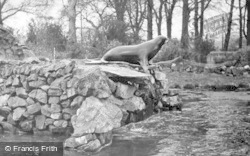 The Sea Lion Waiting For Fish c.1950, Chester Zoo