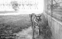 The Tiger c.1950, Chester Zoo