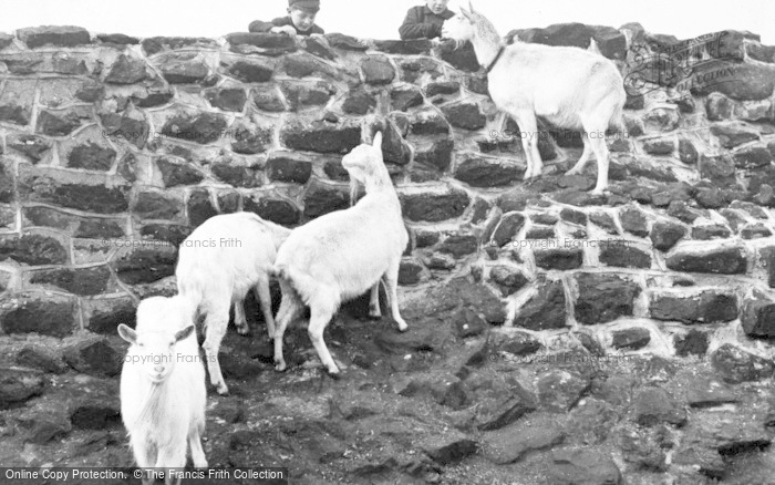 Photo of Chester Zoo, The White Goats Begging For Tit Bits c.1950