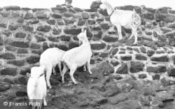 The White Goats Begging For Tit-Bits c.1950, Chester Zoo