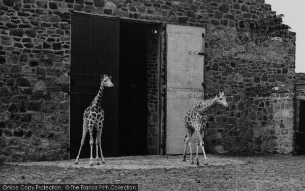 Photo of Chester Zoo, The Young Giraffes c.1955