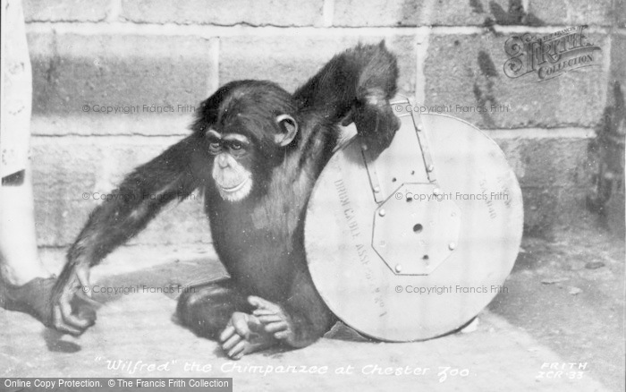 Photo of Chester Zoo, 'wilfred' The Chimpanzee c.1950
