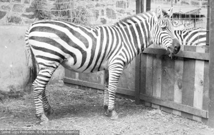 Photo of Chester Zoo, Zebra c.1955