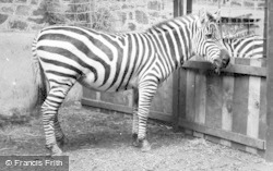 Zebra c.1955, Chester Zoo