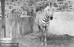 Zebras c.1955, Chester Zoo